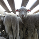 Lambs on one of the Ovis 21 farms